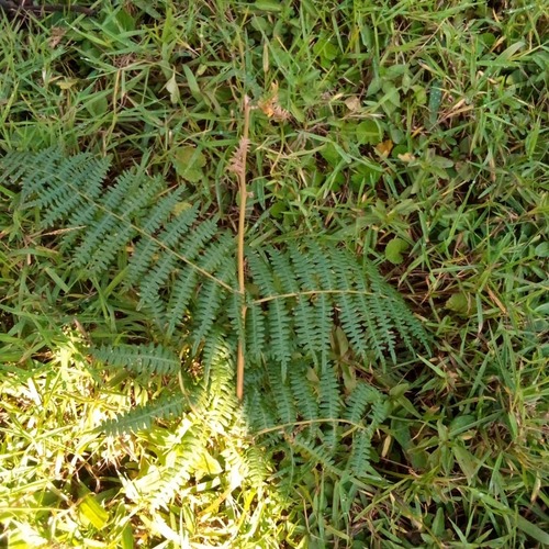 common bracken