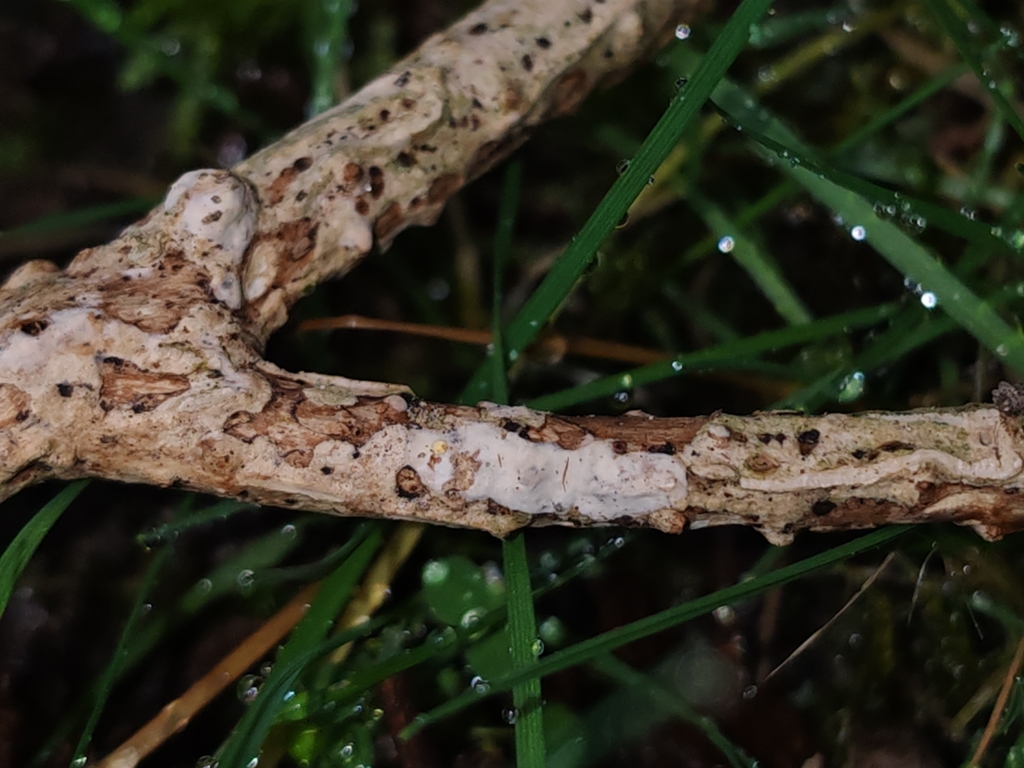 Radulomyces rickii