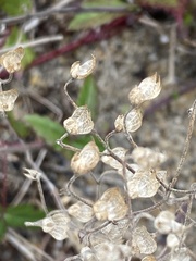 Trichostema nesophilum