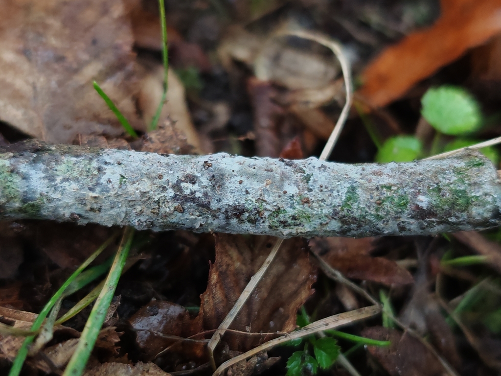 Sistotrema porulosum