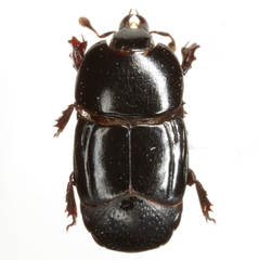 Hololepta minuta