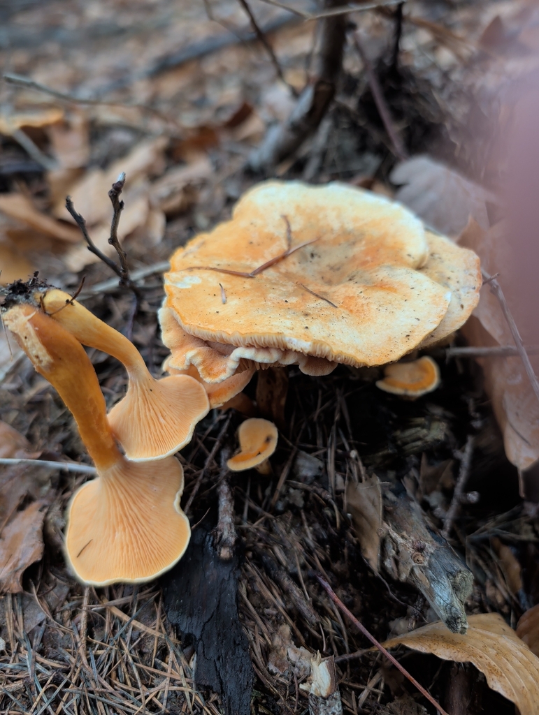 Hygrophoropsis aurantiaca · December 2025 · photo: © vincent_b (iNaturalist, cc-by)