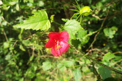 Hibiscus phoeniceus