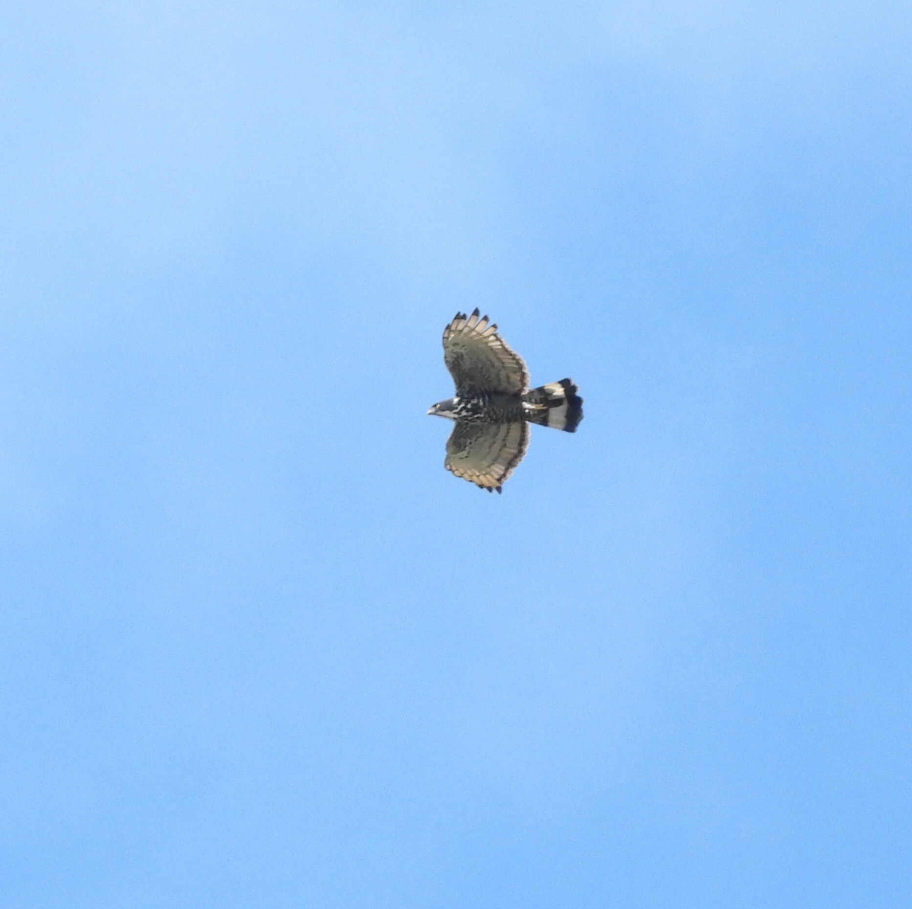 Blyth's Hawk-Eagle (Nisaetus alboniger), photo 10