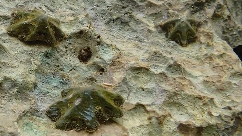 Patelloida saccharina