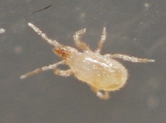 Hypoaspis