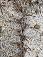 Eremochloa ophiuroides