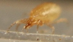 Hypoaspis