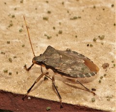 Coenomorpha