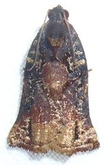 Archips micaceana