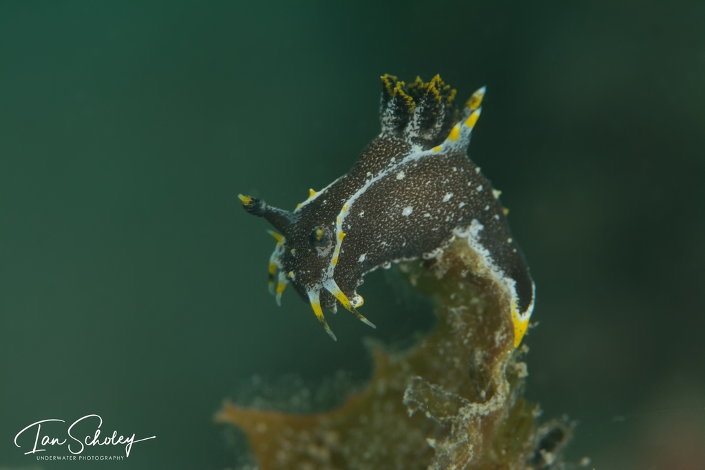 Hedgpeth's Dorid