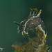 Polycera hedgpethi - Photo 由 Ian Scholey 所上傳的 (c) Ian Scholey，保留部份權利CC BY-NC