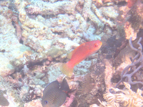Cirrhilabrus filamentosus observed 2025-10-24