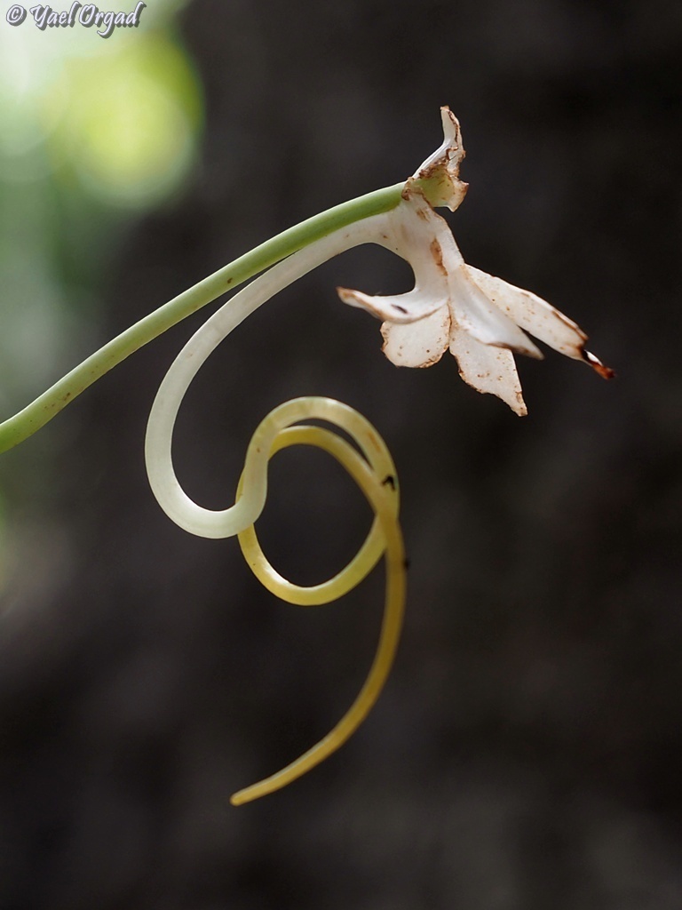 Jumellea longivaginans