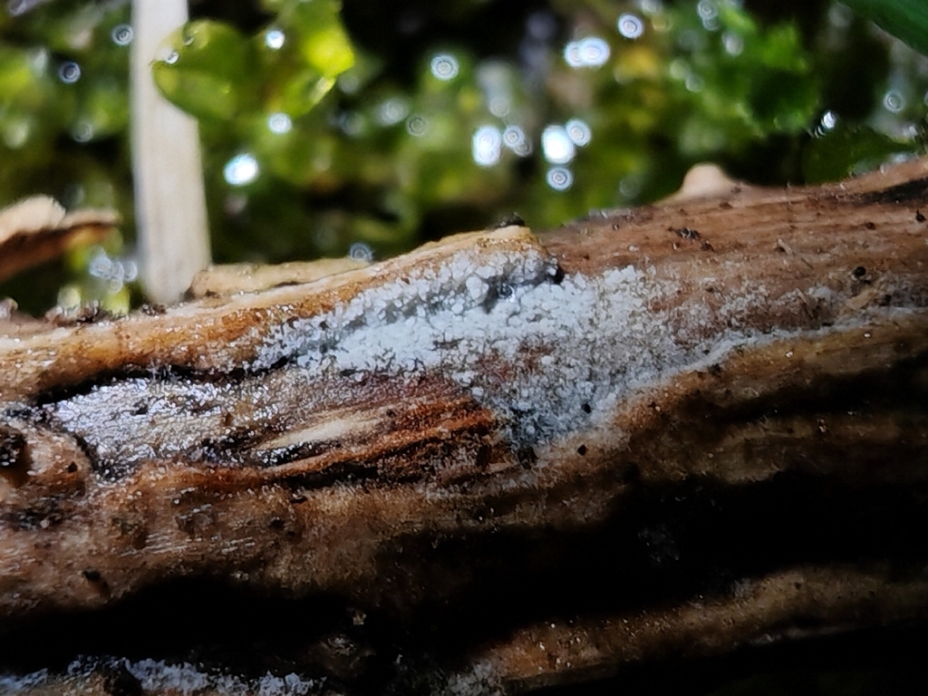 Brevicellicium olivascens · December 2025 · photo: © maiglocke (iNaturalist, cc-by-nc)