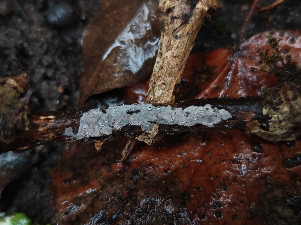 Peniophora lycii