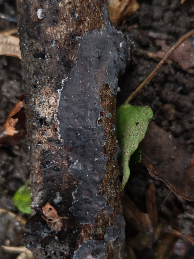 Peniophora rufomarginata