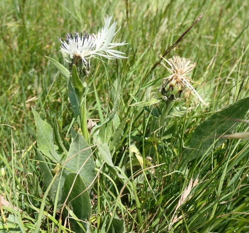 American basket-flower (Centaurea cheiranthifolia)