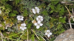 Veronica pulvinaris