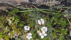 Veronica pulvinaris, photograph author not stated, no rights reserved