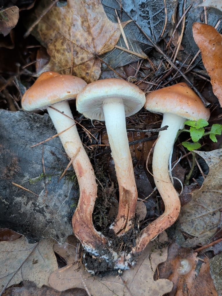 Hypholoma lateritium · December 2025 · photo: © vincent_b (iNaturalist, cc-by)