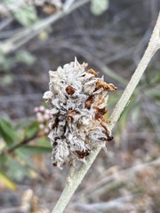Malacothamnus enigmaticus