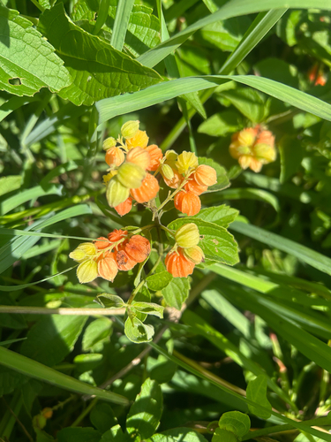 butterberry
