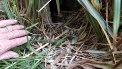 Eudyptula minor iredalei