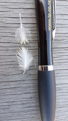 Eudyptula minor iredalei