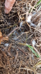 Eudyptula minor iredalei