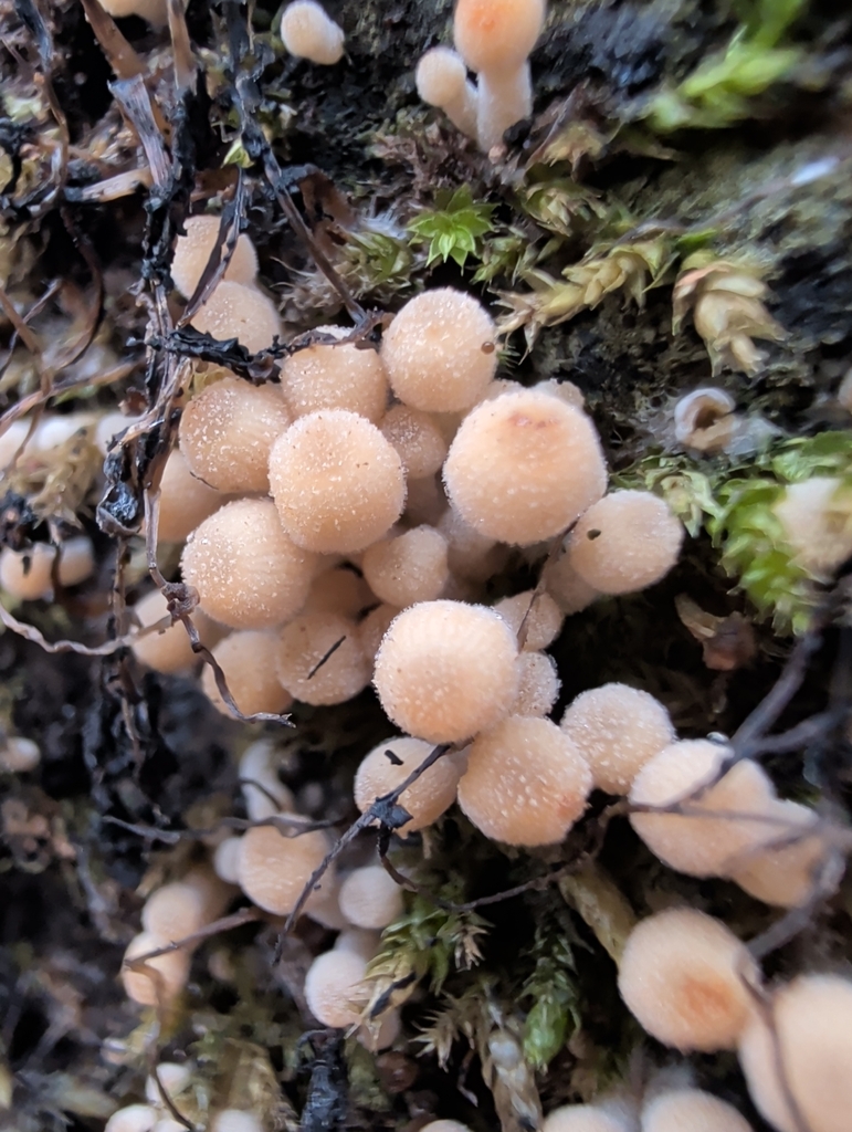 Coprinellus disseminatus · December 2025 · photo: © vincent_b (iNaturalist, cc-by)