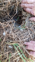 Eudyptula minor iredalei