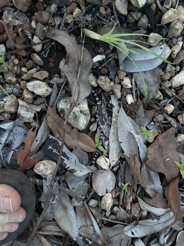 Intermediate Bandy Bandy sighting