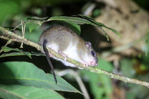 Melomys rufescens observed 2025-07-15