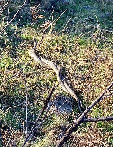Eastern Brown Snake sighting