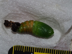 Pseudofentonia diluta