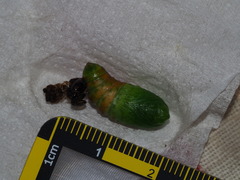Pseudofentonia diluta