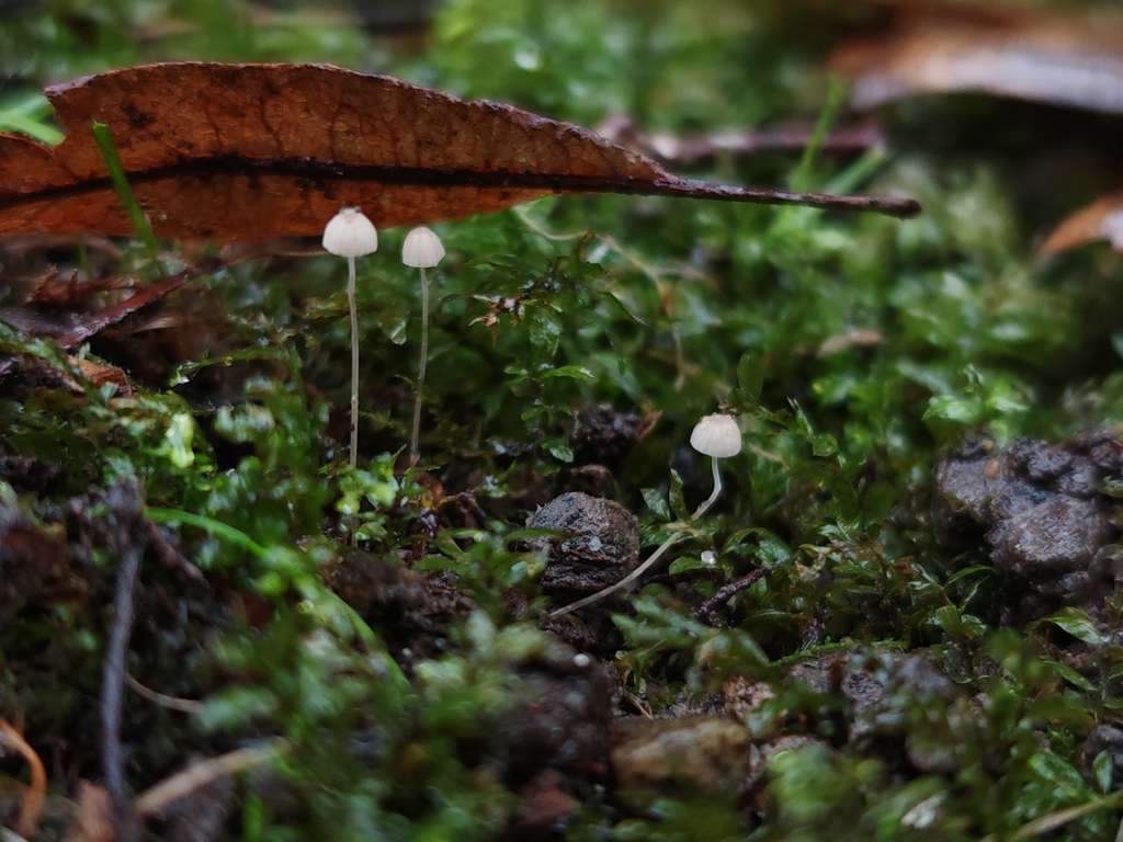 Mycena mirata