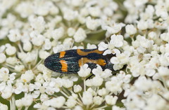 Castiarina wilsoni