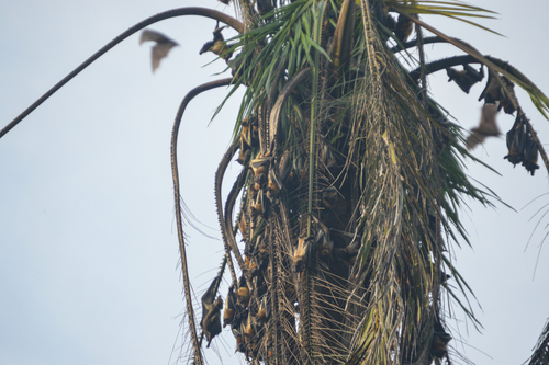 Straw-coloured Fruit Bat
