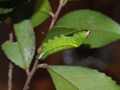 Pseudofentonia diluta