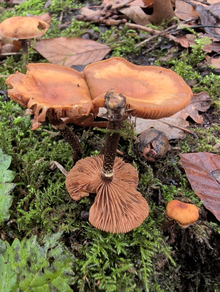 Kuehneromyces mutabilis · December 2025 · photo: © vincent_b (iNaturalist, cc-by)