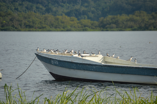 Common Tern