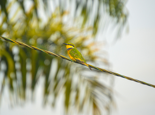 Blue-breasted Bee-eater