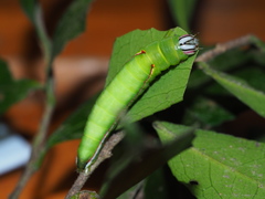 Pseudofentonia diluta