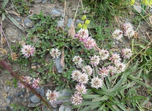 Caucasian Clover (Trifolium ambiguum)