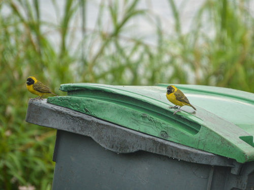 Slender-billed Weaver