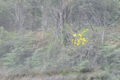 Senecio linearifolius