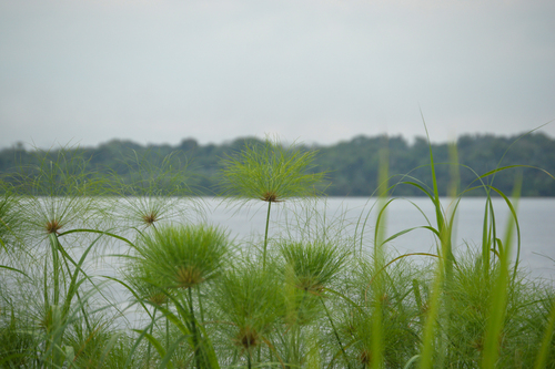 Papyrus sedge