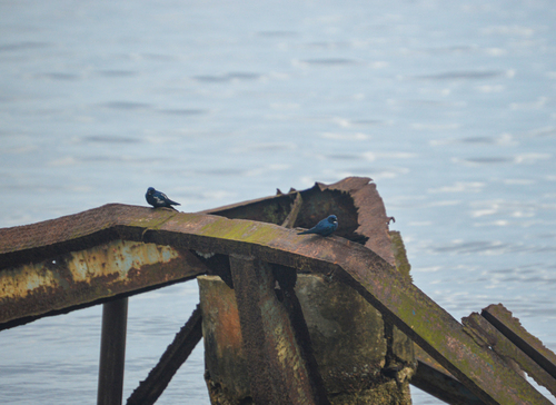 White-throated Blue Swallow